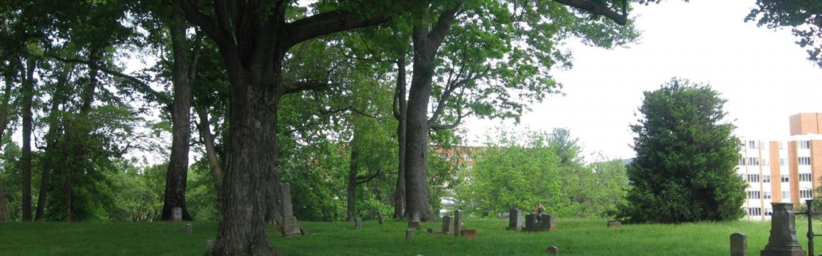 view trees